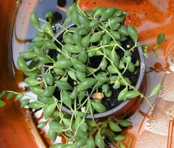 סביון ראולי - עצי נוי | הדר נוי משתלות