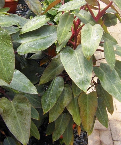 פילודנדרון מאדים - עצי נוי | הדר נוי משתלות