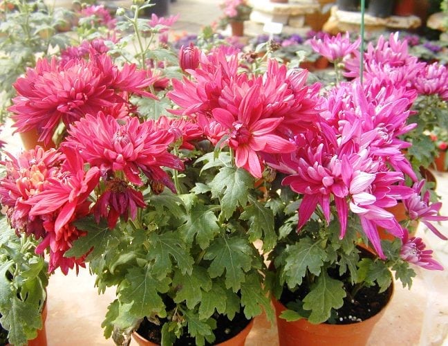 חרצית - עצי נוי | הדר נוי משתלות