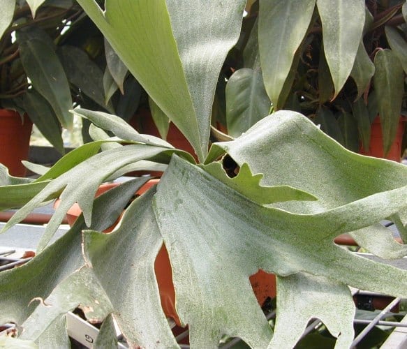 קרן האיל - עצי נוי | הדר נוי משתלות