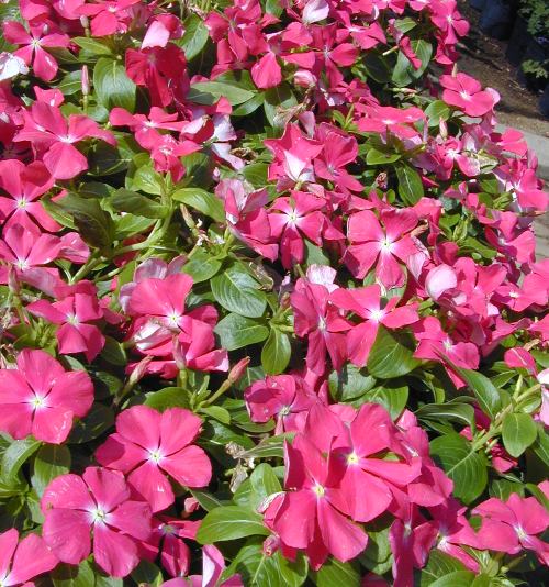 קתרנתוס ורוד, זנים משתרעים - עצי נוי | הדר נוי משתלות