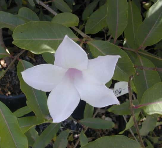 אברון מדגסקרי - עצי נוי | הדר נוי משתלות