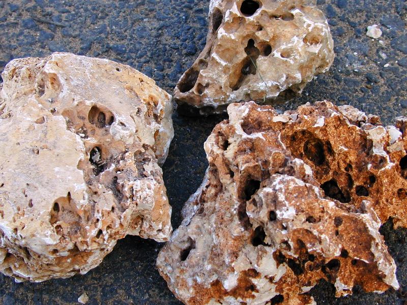 אבן לקט - עצי נוי | הדר נוי משתלות