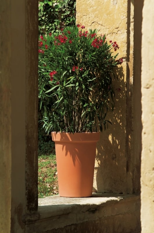 ליק - עצי נוי | הדר נוי משתלות