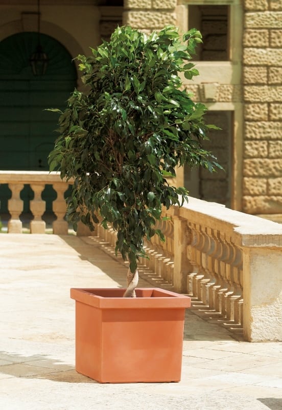 סיפי - עצי נוי | הדר נוי משתלות