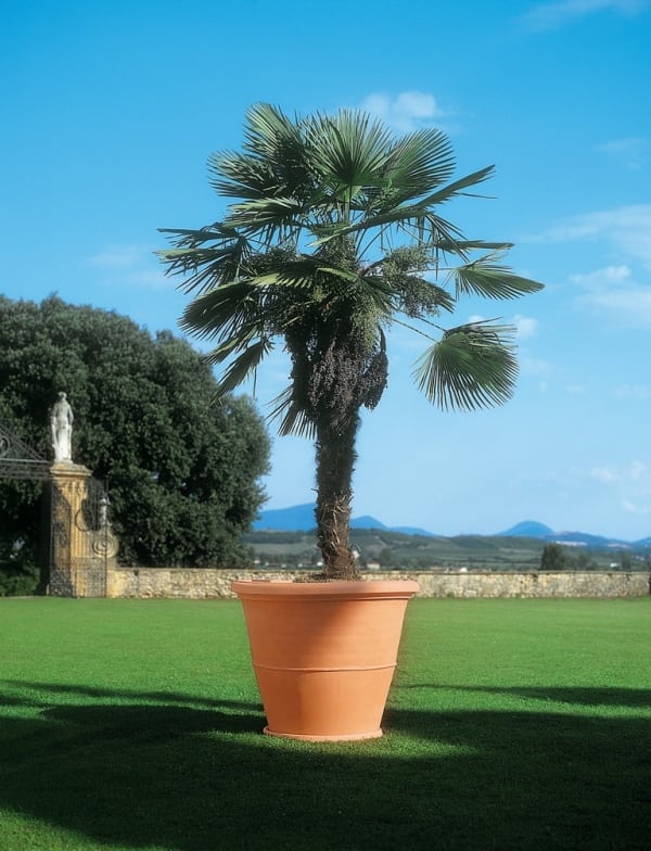 טמפיו - עצי נוי | הדר נוי משתלות