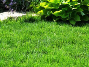 דשא מוכן ודשא סינטטי - עצי נוי | הדר נוי משתלות