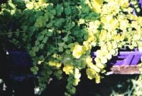 ליסימכיה עגולת-עלים (מוזהב) - עצי נוי | הדר נוי משתלות