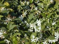 טרכלוספרמון יסמיני - עצי נוי | הדר נוי משתלות