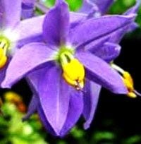 סולנום יסמיני - עצי נוי | הדר נוי משתלות