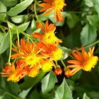 סביון מזהיר - עצי נוי | הדר נוי משתלות