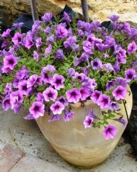 פטוניה משתרעת - עצי נוי | הדר נוי משתלות