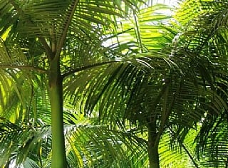 דקליים-טרופי