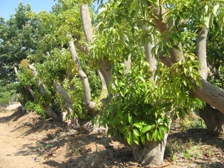 עץ אבוקדו בוגר