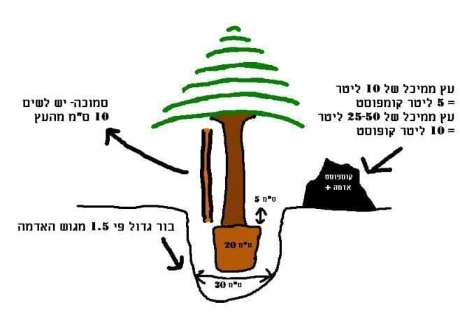 איך לנטוע עץ? - עצי נוי | הדר נוי משתלות