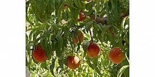 עצי פרי - עצי נוי | הדר נוי משתלות