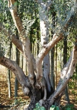 עצי זית - עצי נוי | הדר נוי משתלות