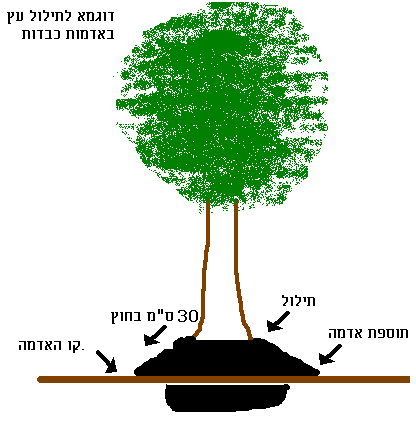 הנחיות לנטיעת עץ ליצ'י בוגר - עצי נוי | הדר נוי משתלות