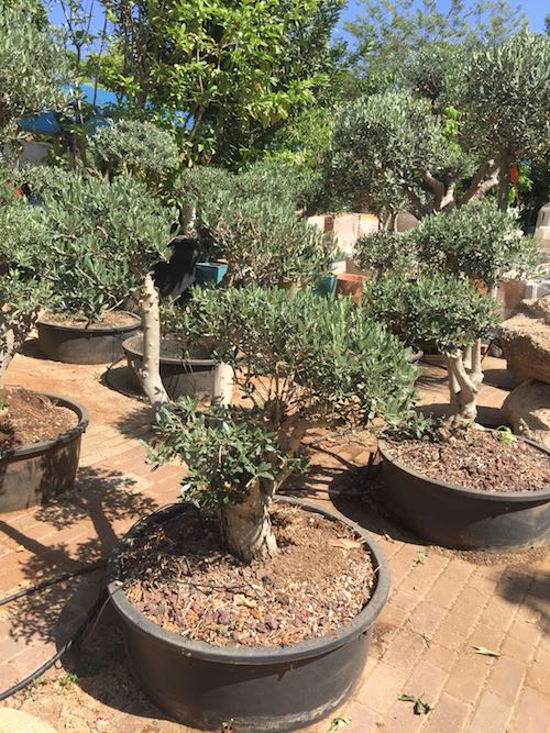 עץ זית שתול בתוך מיכל פלסטיק לפטיו לגג