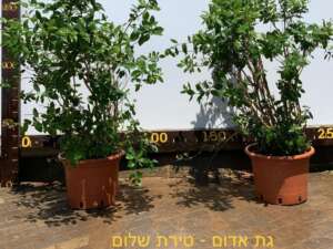 גת אדום - טירת שלום 50 ליטר