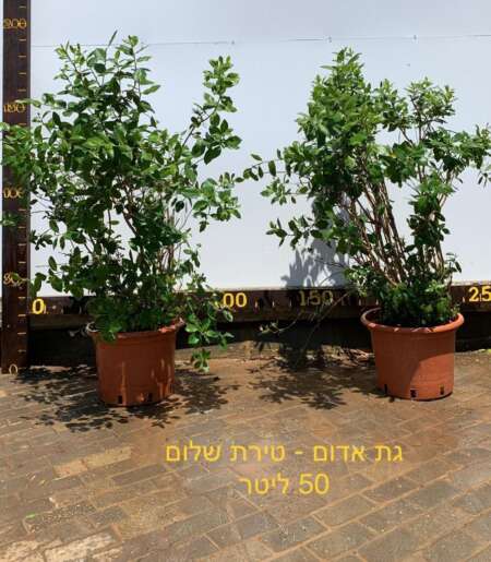 גת אדום - טירת שלום 50 ליטר