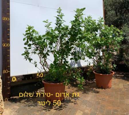 ⁦גת אדום - טירת שלום 50 ליטר⁩ – תמונה ⁦2⁩