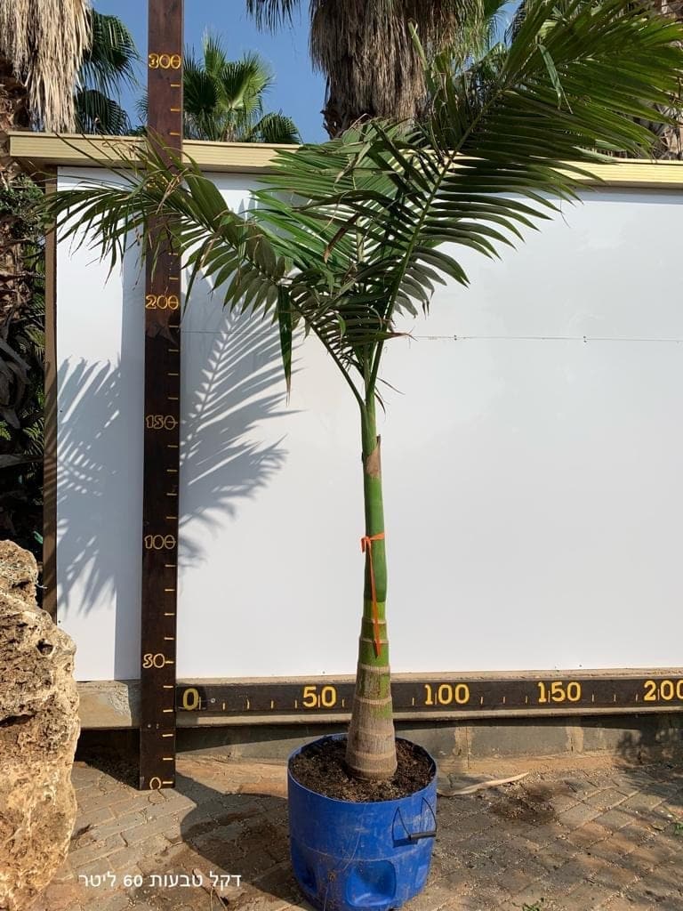 דקל מסוג טבעות בגודל 60 ליטר למכירה - מחיר