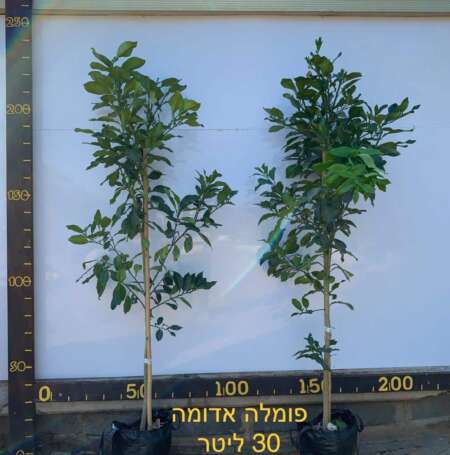פומלה אדומה חצי בוגר