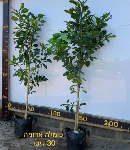 ⁦פומלה אדומה חצי בוגר⁩ – תמונה ⁦2⁩