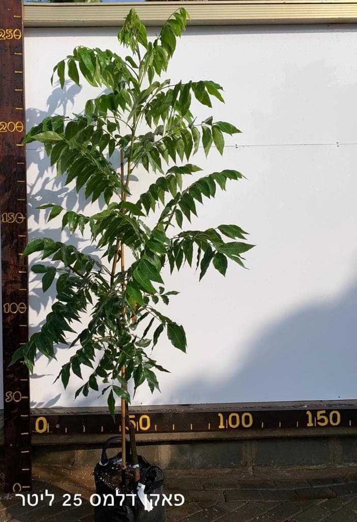 עץ פקאן דלמס 25 ליטר למכירה - מחיר