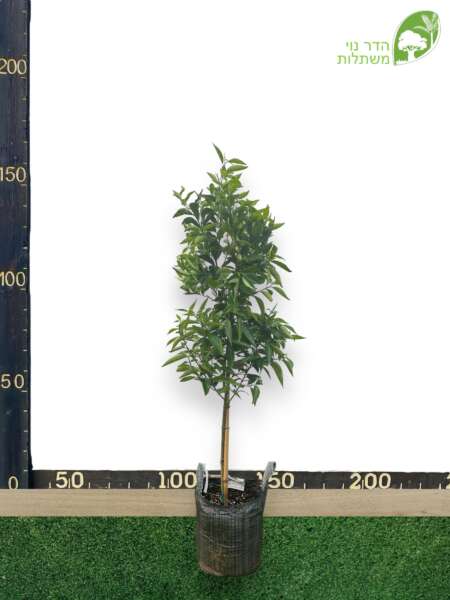 קלמנטינה מיכל 25 ליטר למכירה - מחיר