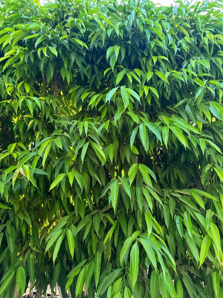 פיקוס תאילנדי 1-2 צול למכירה - מחיר