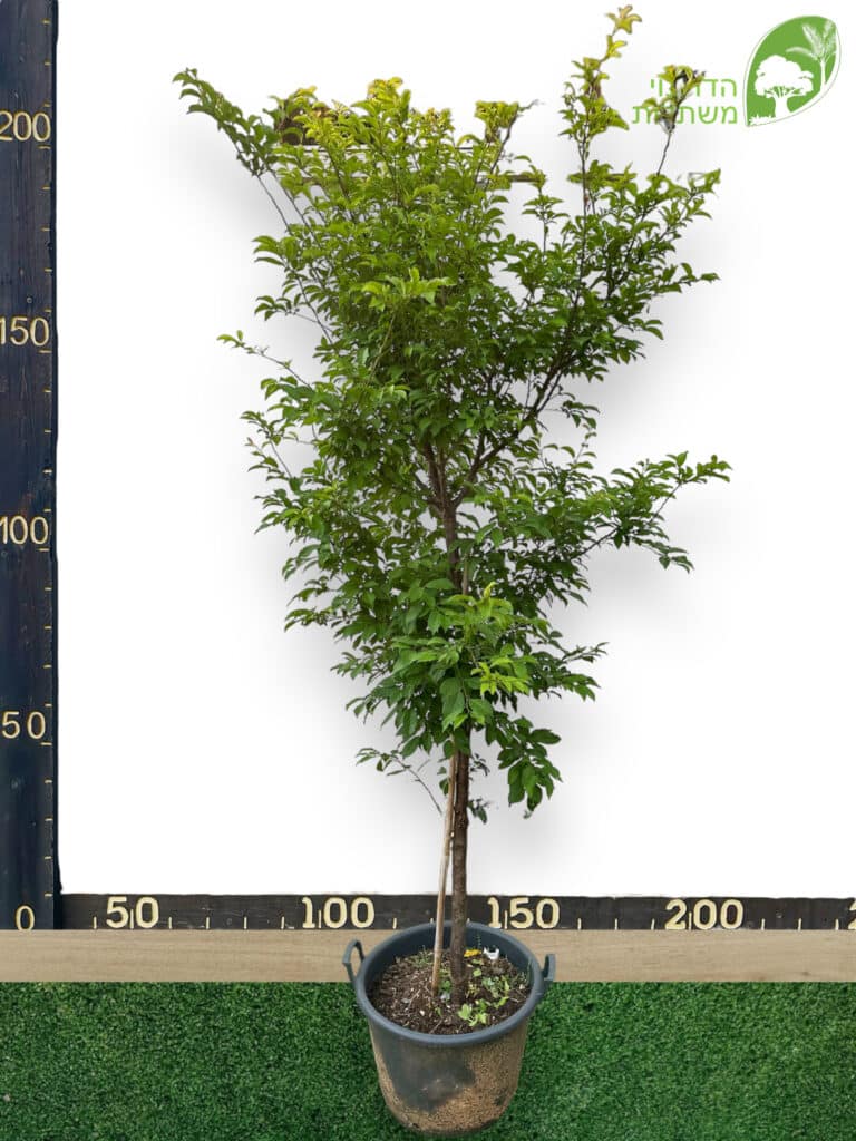 עץ שזיף מטלי 50 ליטר למכירה - מחיר