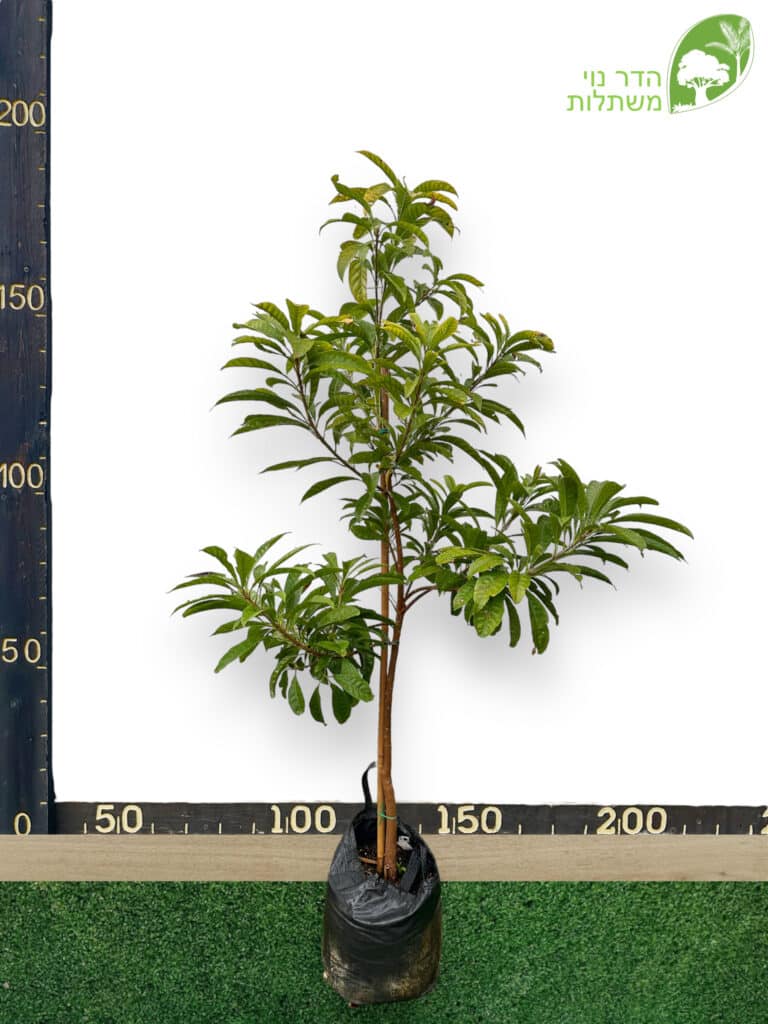 עץ קניסטל 25 ליטר למכירה - מחיר