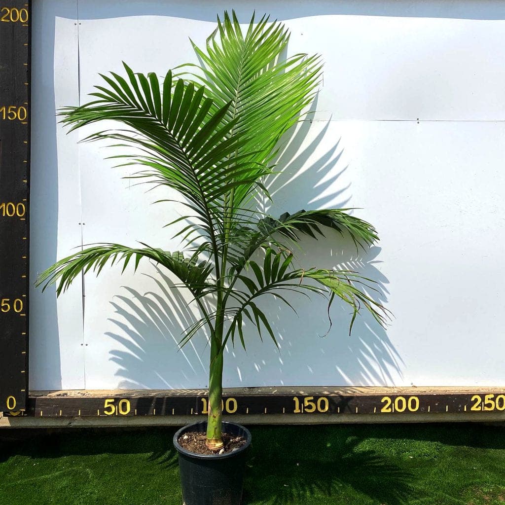 דקל מסוג טבעות בגובה 2 מטר למכירה - מחיר