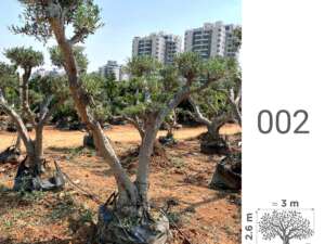 עץ זית סורי בוגר - עץ מס 002