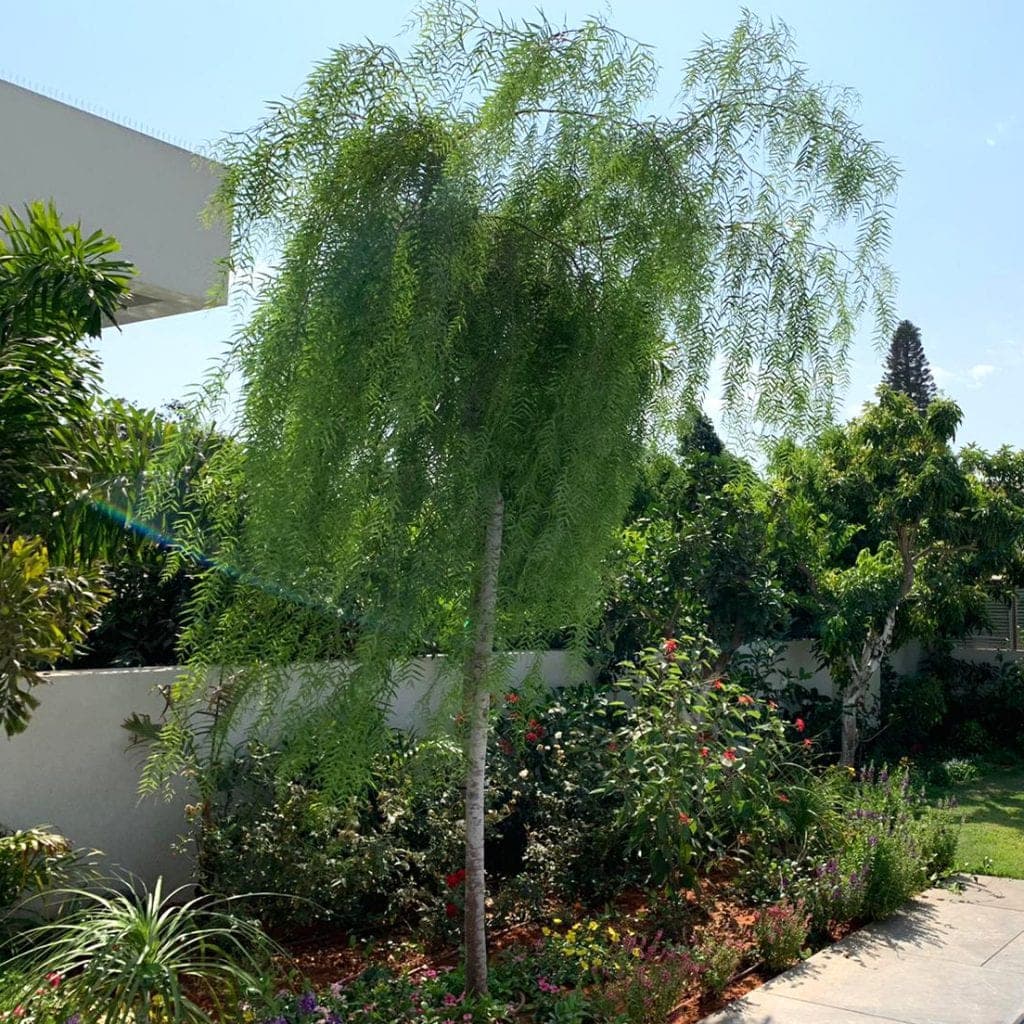 עץ פלפלון בכותי בוגר למכירה - מחיר