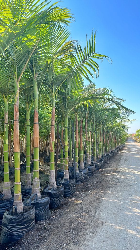 דקל טבעות 3 מטר למכירה - מחיר