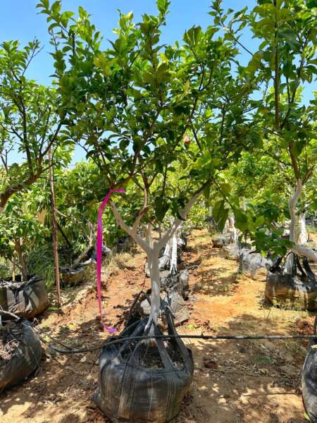 לימון יוריקה 5970