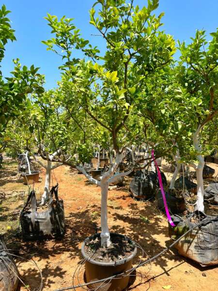 לימון יוריקה 5979