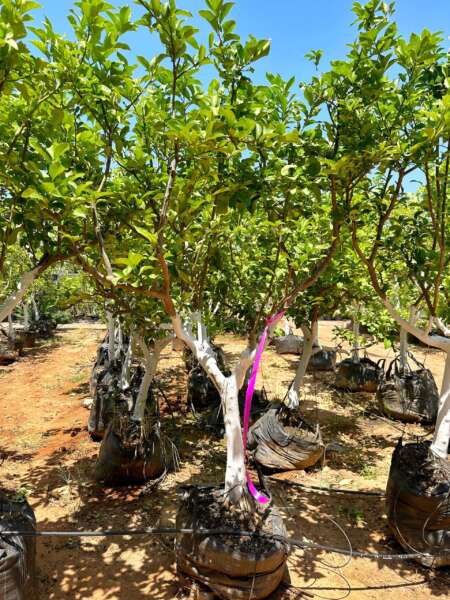 לימון יוריקה 5980