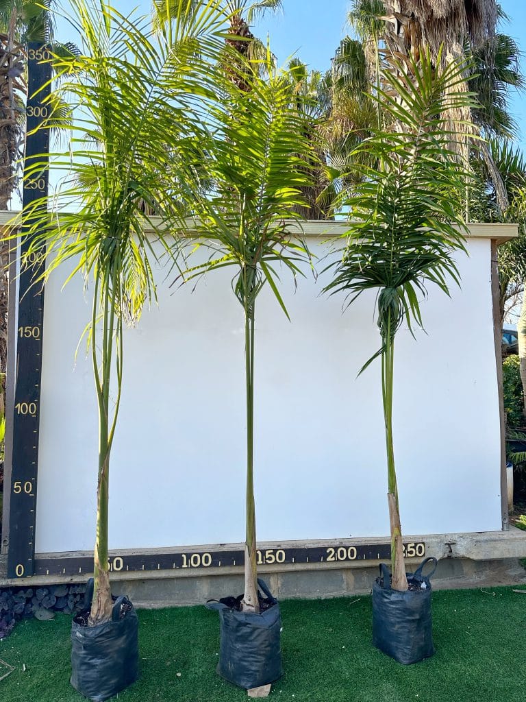 דקל מלך בוגר לממכירה - מחיר