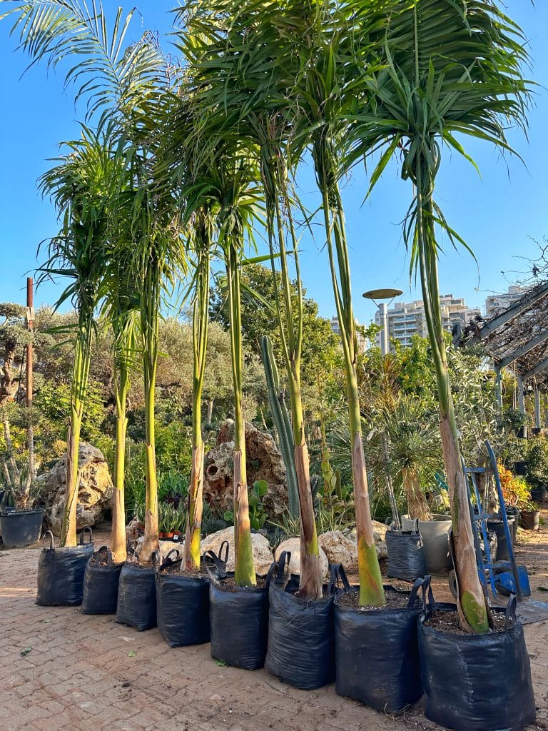 דקל מלך בוגר בגובה 4-5 מטר למכירה - מחיר