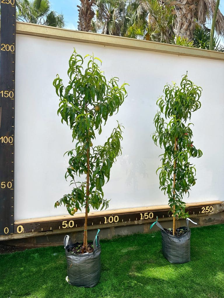 עץ נקטרינה לבנה 25 ליטר למכירה - מחיר