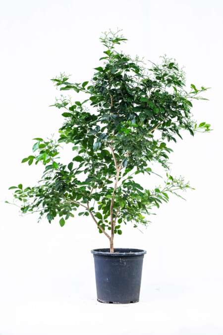 מוריה מכבדית 10 ליטר