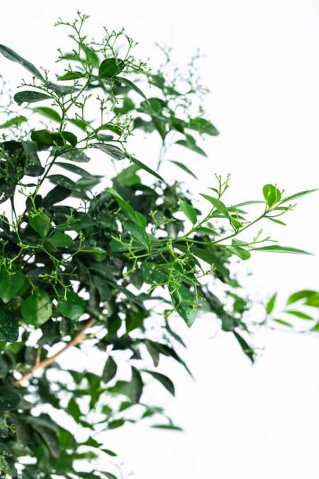 ⁦מוריה מכבדית 10 ליטר⁩ – תמונה ⁦2⁩