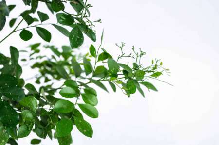 ⁦מוריה מכבדית 10 ליטר⁩ – תמונה ⁦3⁩