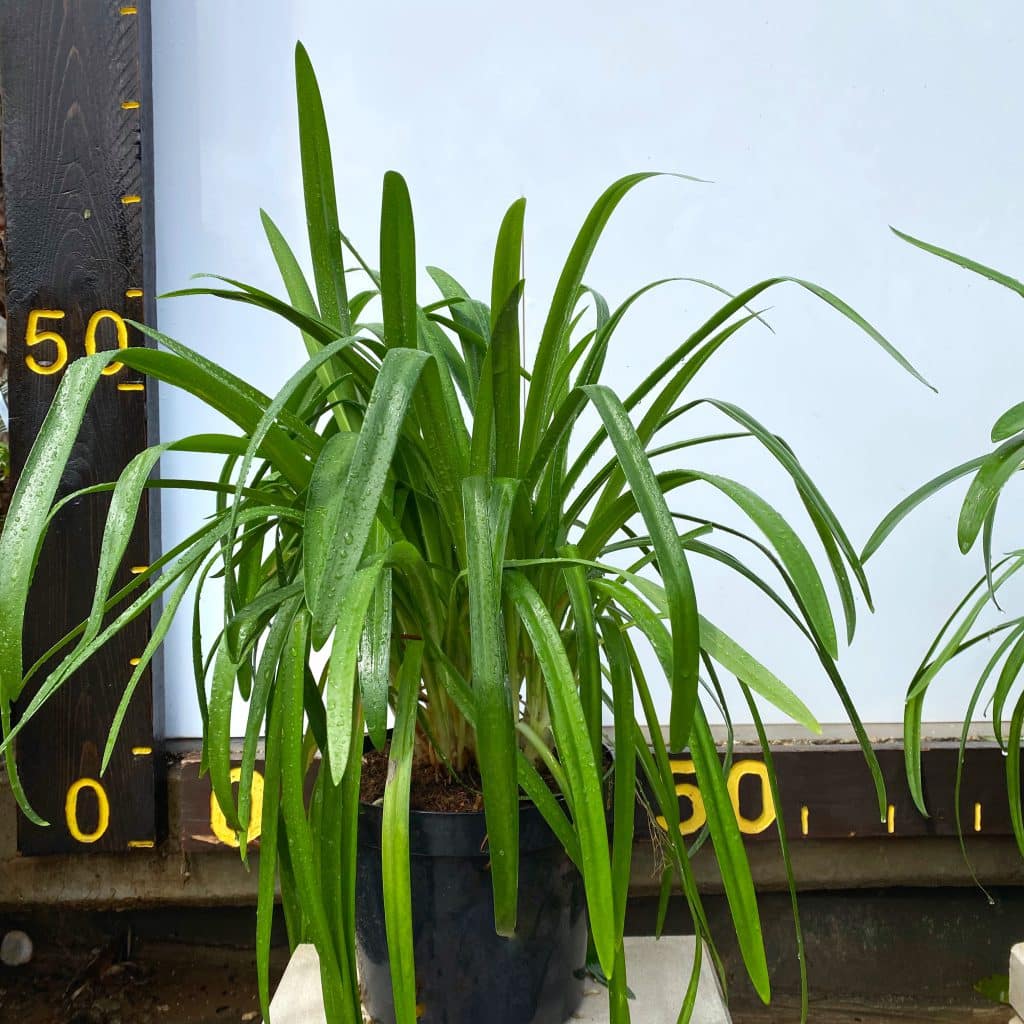 עציץ אגפנטוס אפריקאי למכירה - מחיר