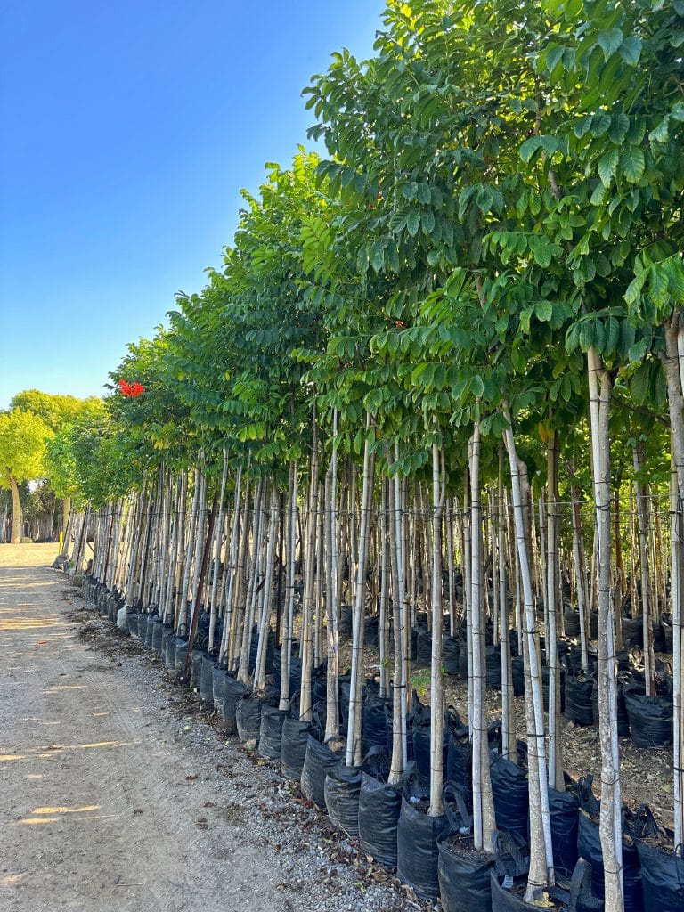 מתחילית פעמונית 1-2 צול למכירה - מחיר