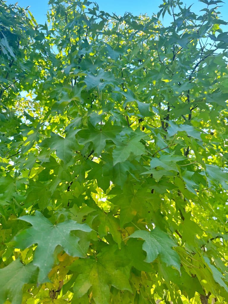 עץ ליקווידמבר ליבני למכירה - מחיר